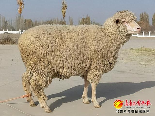 新疆再添一项国家级新品种细毛羊