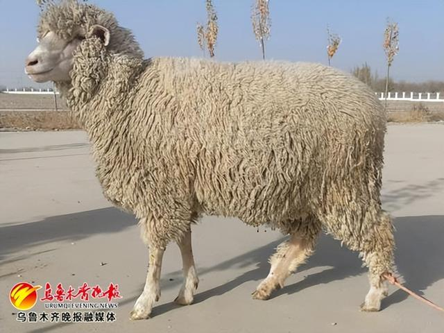 德新肉用细毛羊是以新疆细毛羊为母本,德国美利奴羊为父本,历经20余年