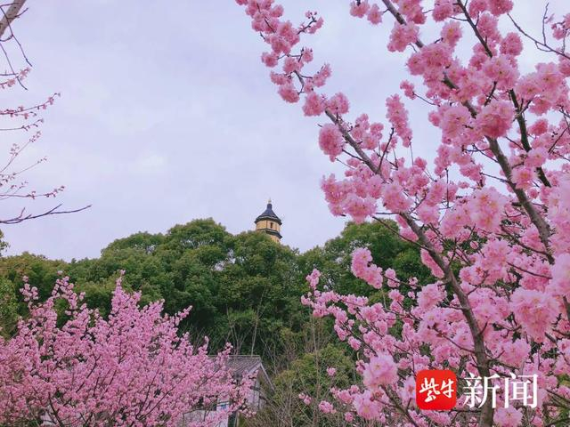 上春山赏花地图樱花盛开惹人醉镇江宝塔山公园樱花已入佳境