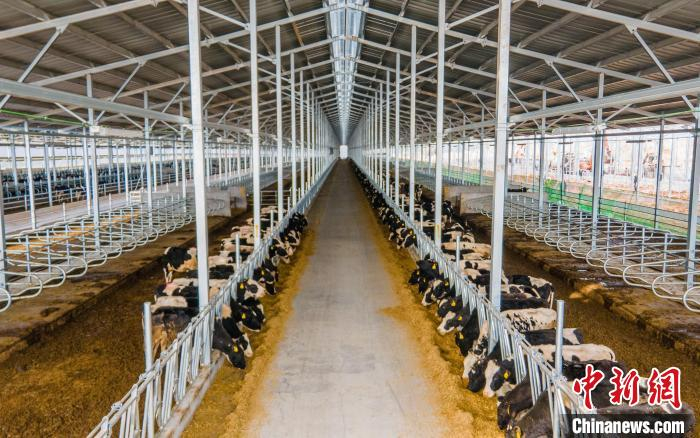 湖北南漳打造华中地区最大奶牛基地__财经头条