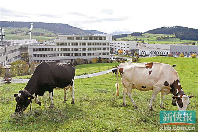 巴西一头转基因奶牛产出含有人胰岛素的牛奶