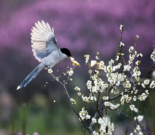 江苏扬州:梅花盛开 喜鹊枝头嬉戏|扬州|喜鹊|枝头_新浪新闻