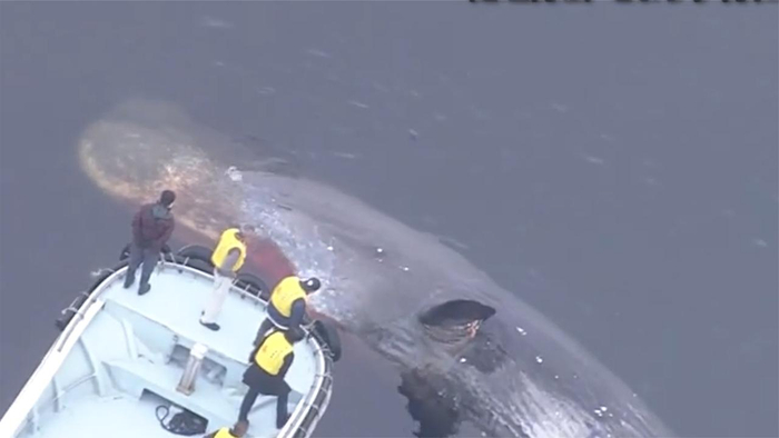 日本大阪湾生态环境异变捕捞量锐减迷路鲸鱼在此死亡