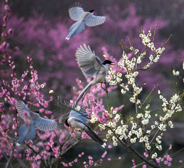 江苏扬州:梅花盛开 喜鹊枝头嬉戏|扬州|喜鹊|枝头_新浪新闻