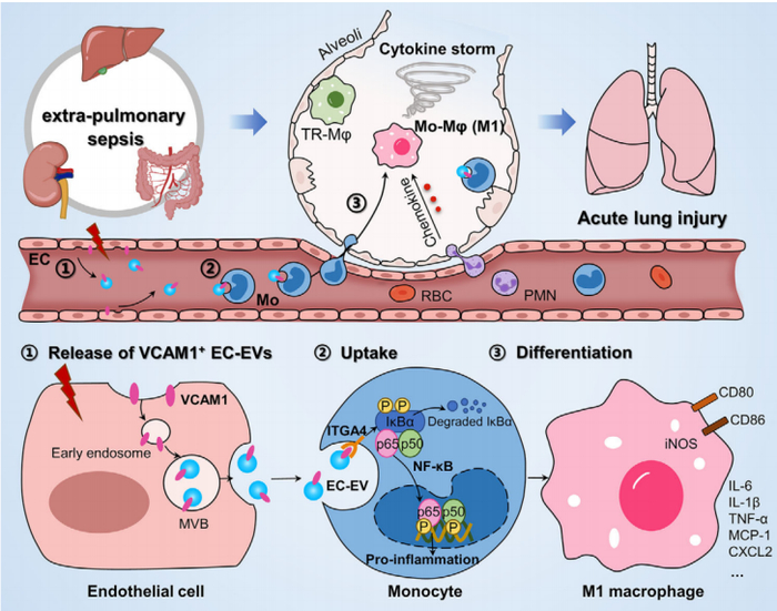 jev东南大学邱海波巢杰发现败血症相关急性肺损伤的致病新机理