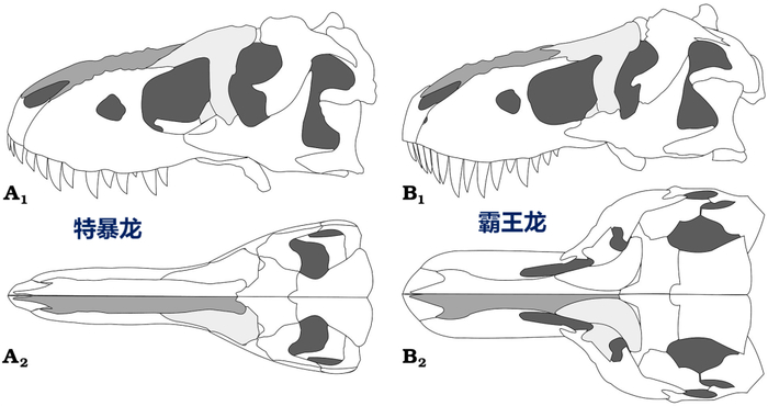 在巨大的麦克雷霸王龙发现之前,学家一度认为整个暴龙族的共同祖先起