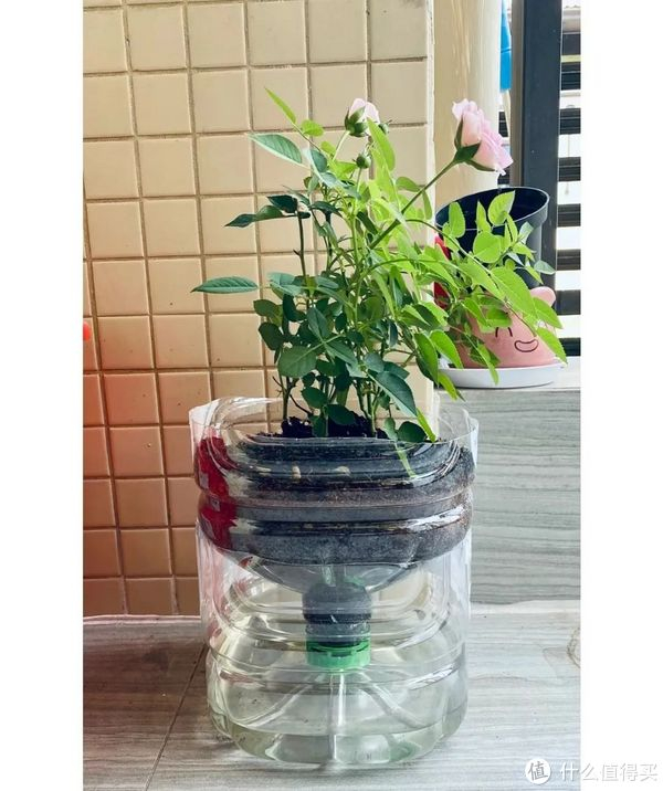 多肉等,利用油桶中的一部分油,不仅能给花草蔬菜提供营养,还能废物再