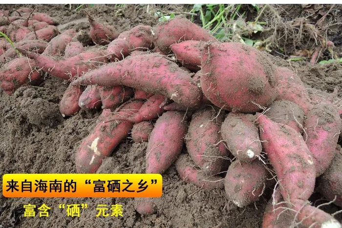地瓜|葛根|板栗_新浪新闻