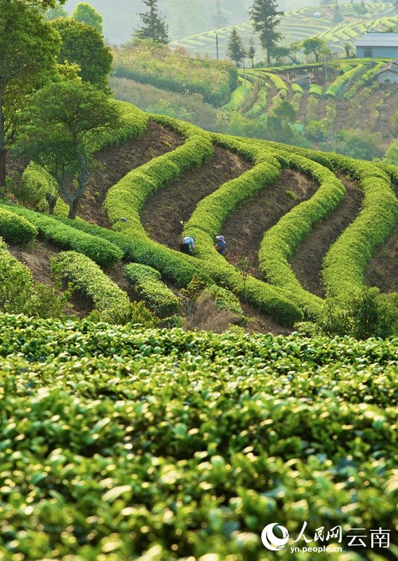张鹏飞摄云南省普洱市思茅区倚象镇茶园内,茶农正在采摘明前茶.