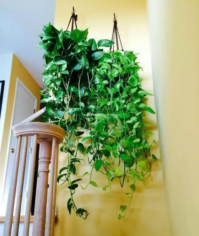 超全的绿萝养护大秘笈,花农20年的经验, 都在这了!__财经头条