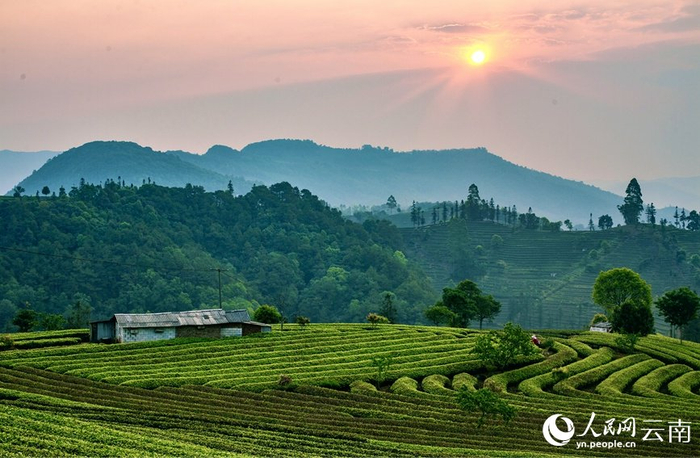 云南普洱200余万亩春茶开采|普洱市|云南省|春茶_新浪新闻