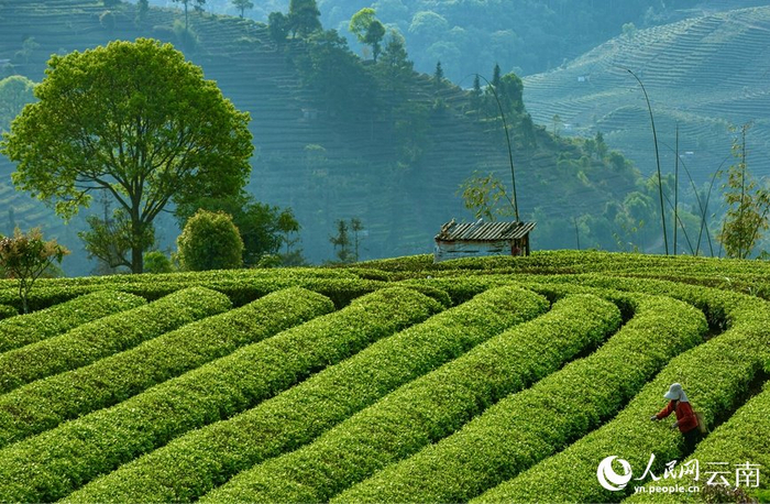 张鹏飞摄云南省普洱市思茅区倚象镇茶园内,茶农正在采摘明前茶.