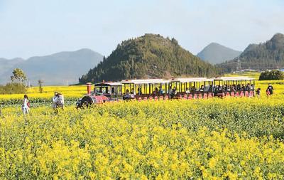 近日，在云南省曲靖市罗平县金鸡峰丛景区，近百万亩油菜花相继绽放，吸引众多游客前来踏青赏花。张 驰、毛 虹摄