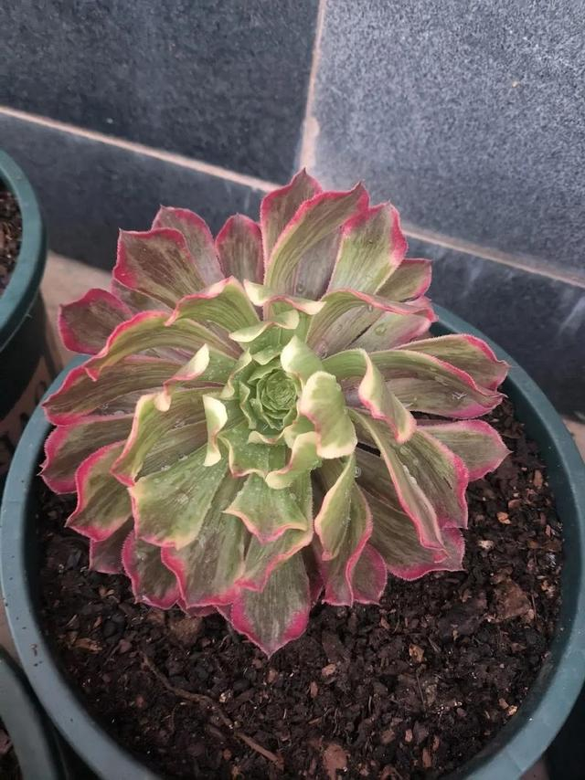 多肉法师这么养单头变多头多姿多彩长成漂亮惊艳老桩