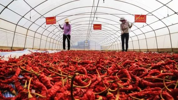 ▲2021年9月19日，村民在甘肃省天水市甘谷县安远镇辣椒基地晾晒辣椒。新华社发（王克贤 摄）