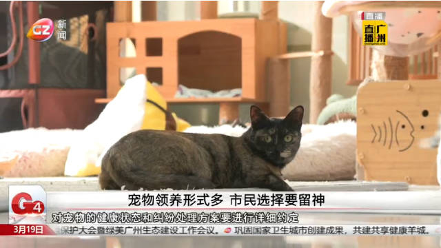 宠物领养形式多市民选择要留神