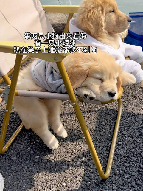 趴着椅子上睡觉的小金毛jiojio够不着地晃来晃去好可爱啊