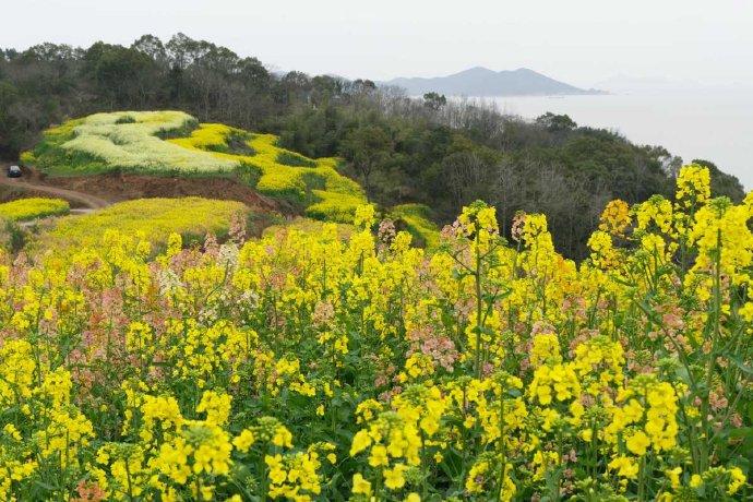 象山油菜花基地图片