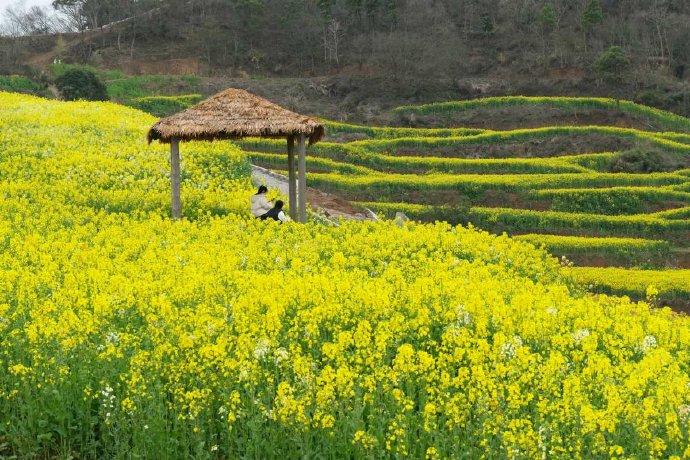 象山油菜花基地图片