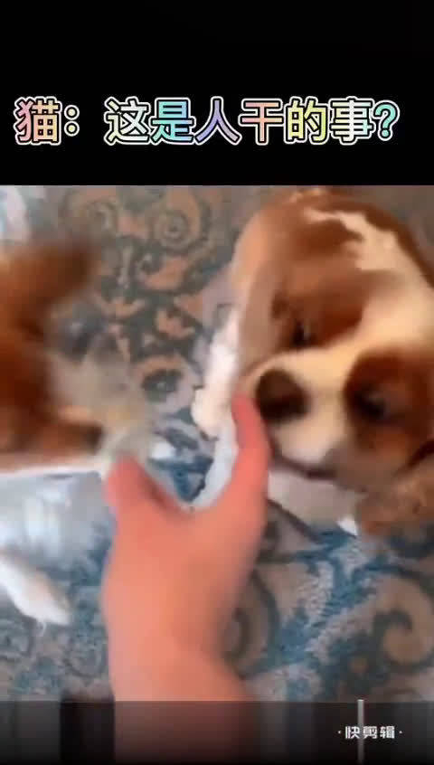 猫这是人干的事吗