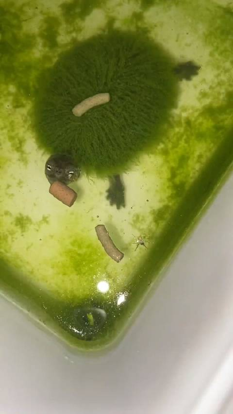 传说中的绿毛龟原来是真实存在的