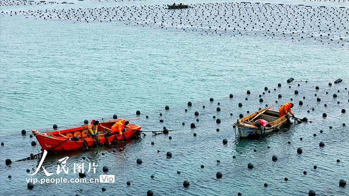 山东荣成:耕耘"蔚蓝"|山东荣成|海洋牧场|山东省_新浪新闻