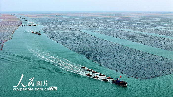 山东荣成:耕耘"蔚蓝"|山东荣成|海洋牧场|山东省_新浪新闻