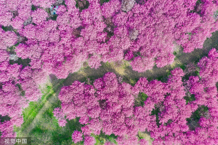 桃花林  本文图片：视觉中国