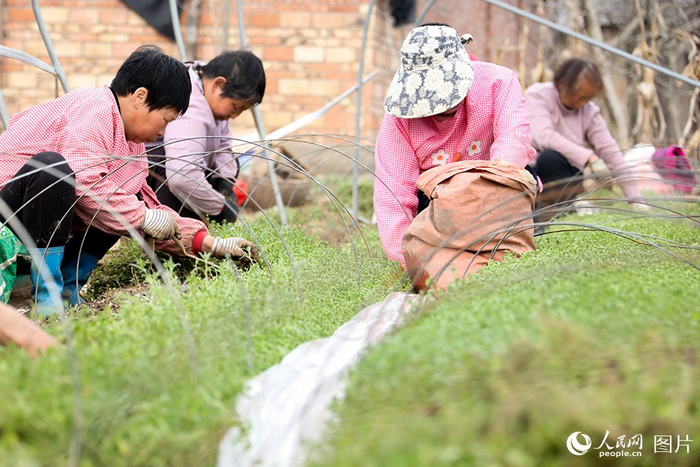 春日好耕种田间地头农事忙