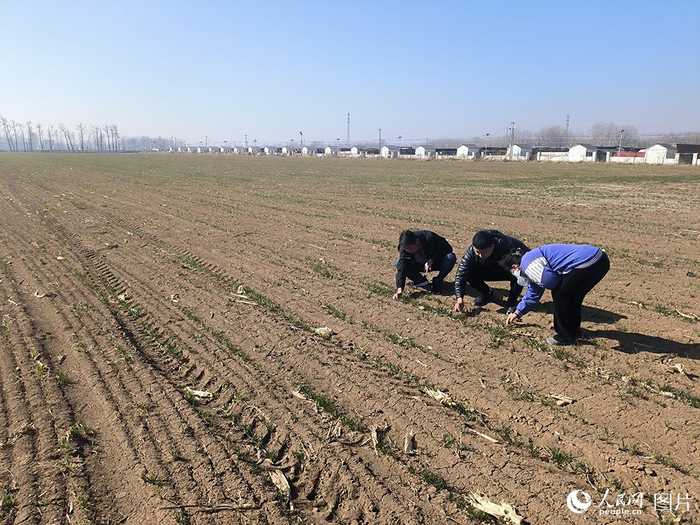 春日好耕种田间地头农事忙