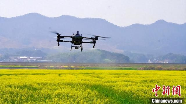 图为江西九江瑞昌市赛湖街道高标准农田上空，一架无人机正在开展油菜病虫害统防统治“飞防”作业。