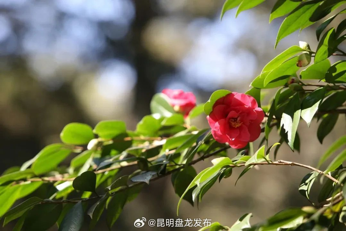 昆明市花闪耀广州"小蛮腰"|昆明市|茶花|花山_新浪新闻