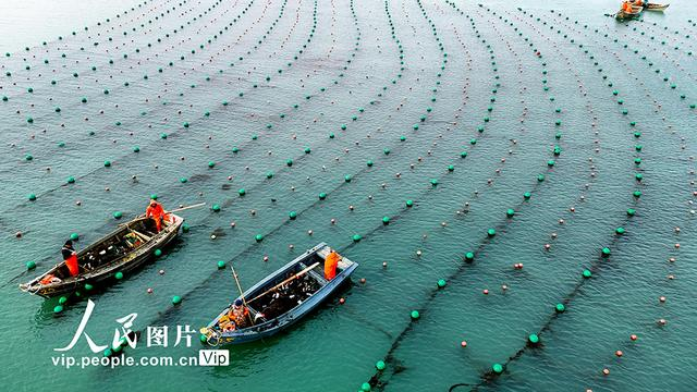 山东荣成:耕耘"蔚蓝"|山东荣成|海洋牧场|山东省_新浪新闻