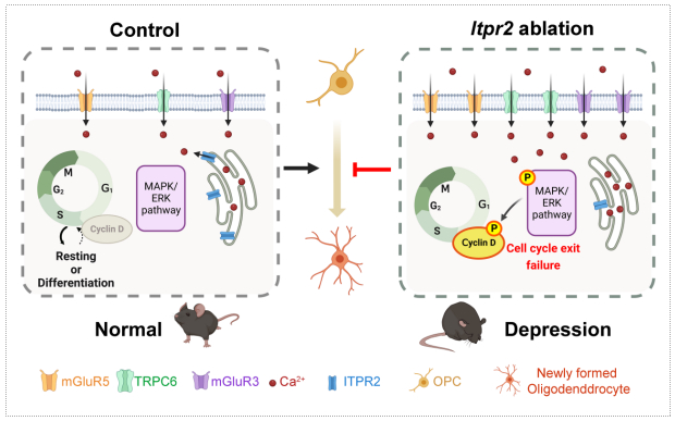 advsci空医大武胜昔赵湘辉团队揭示少突胶质细胞在青