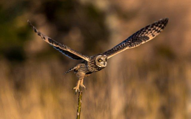 美好生活在云南|16种珍稀鸟类近年到访滇池|云南|滇池|鸟类_新浪新闻