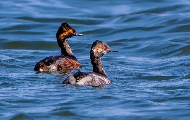 美好生活在云南|16种珍稀鸟类近年到访滇池|云南|滇池|鸟类_新浪新闻