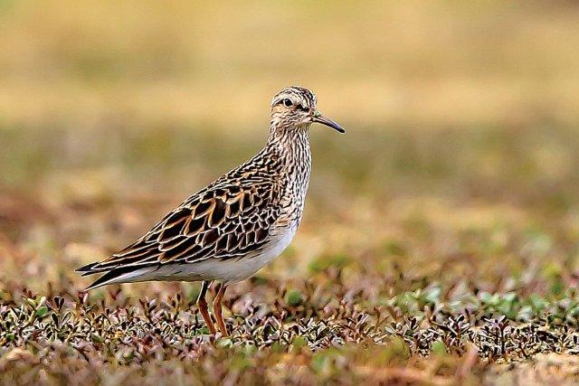 美好生活在云南|16种珍稀鸟类近年到访滇池|云南|滇池|鸟类_新浪新闻