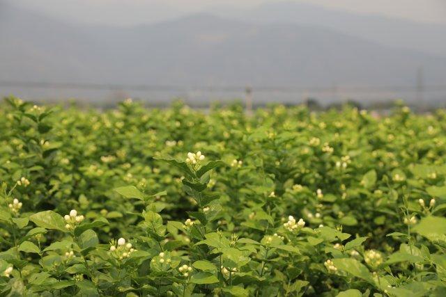 玉溪元江千畝茉莉花上市|雲南|茉莉花|元江_新浪新聞