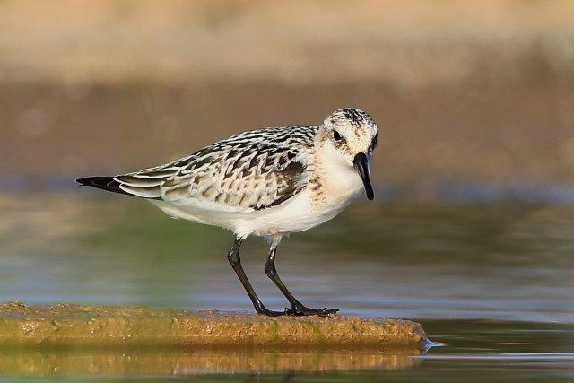 美好生活在云南|16种珍稀鸟类近年到访滇池|云南|滇池|鸟类_新浪新闻