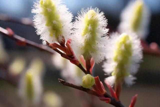 单性|花粉|落叶乔木_新浪新闻
