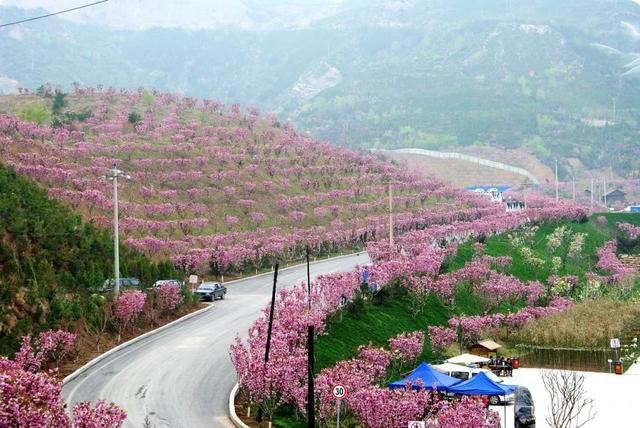 山西赏花攻略:花未海 春风又绿杨柳岸|圣天湖|牡丹园|赏花攻略_新浪
