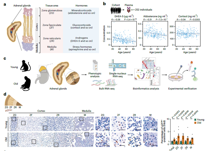 中科院团队揭示肾上腺衰老新机制为预防衰老带来潜在策略