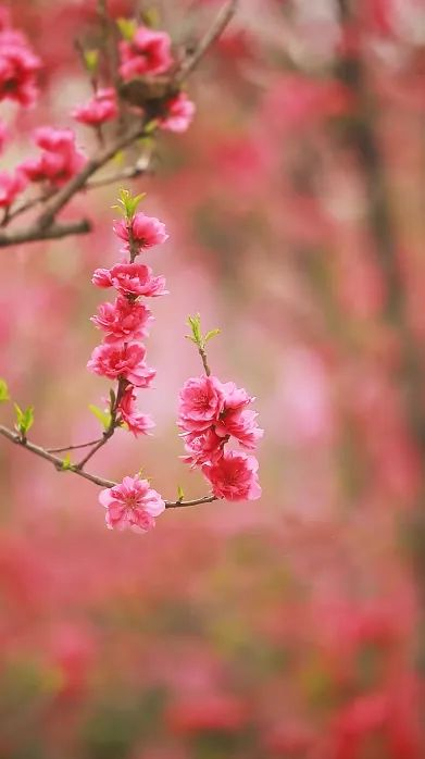 清·蔡云《咏花朝》春风有信,花开有期,时光清清浅浅,带着我们