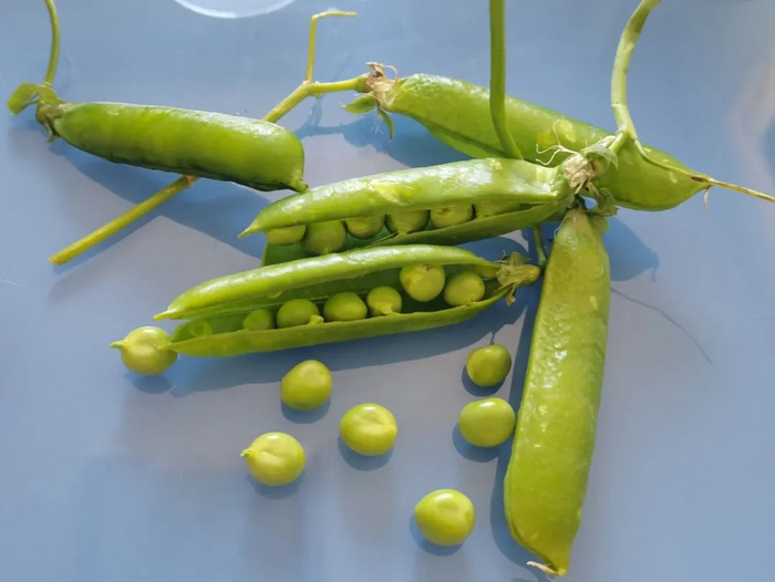 图：新鲜带荚豌豆 作者拍摄