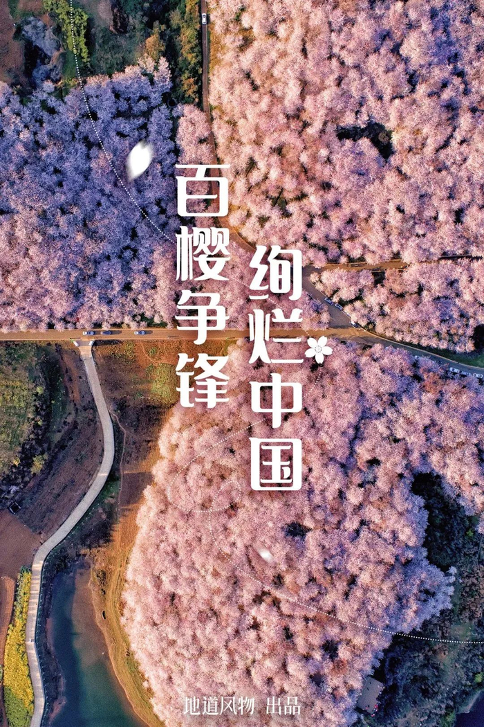中国赏樱地图最惊艳的樱花到底在哪里