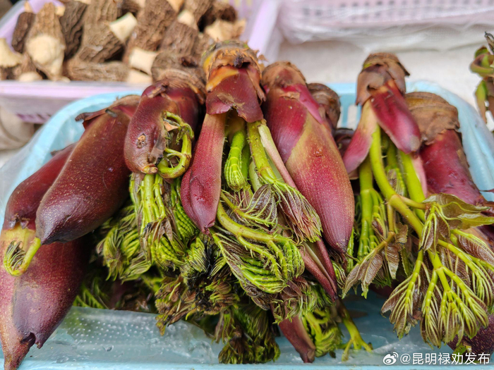 禄劝山茅野菜平价上市再不吃就等明年啦