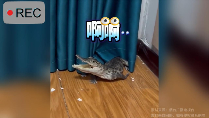 小鳄鱼被猫主子侵犯领地气得哇哇乱叫