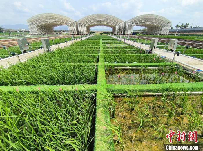 水稻小麦已有多个国审耐盐碱品种专家味道不一般