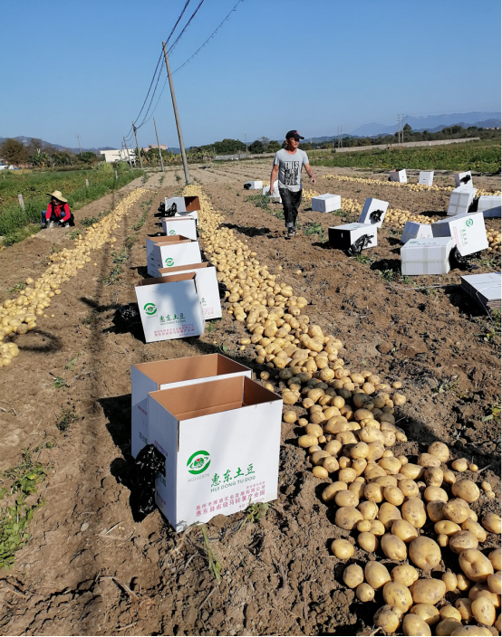 惠东万亩冬种马铃薯开春迎来丰收季|马铃薯|惠东_新浪新闻