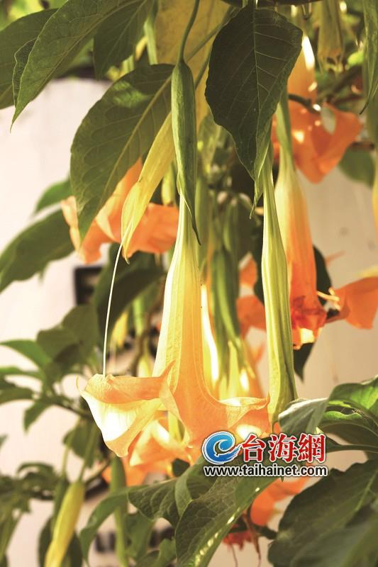 金喇叭枝头挂只能看不能碰